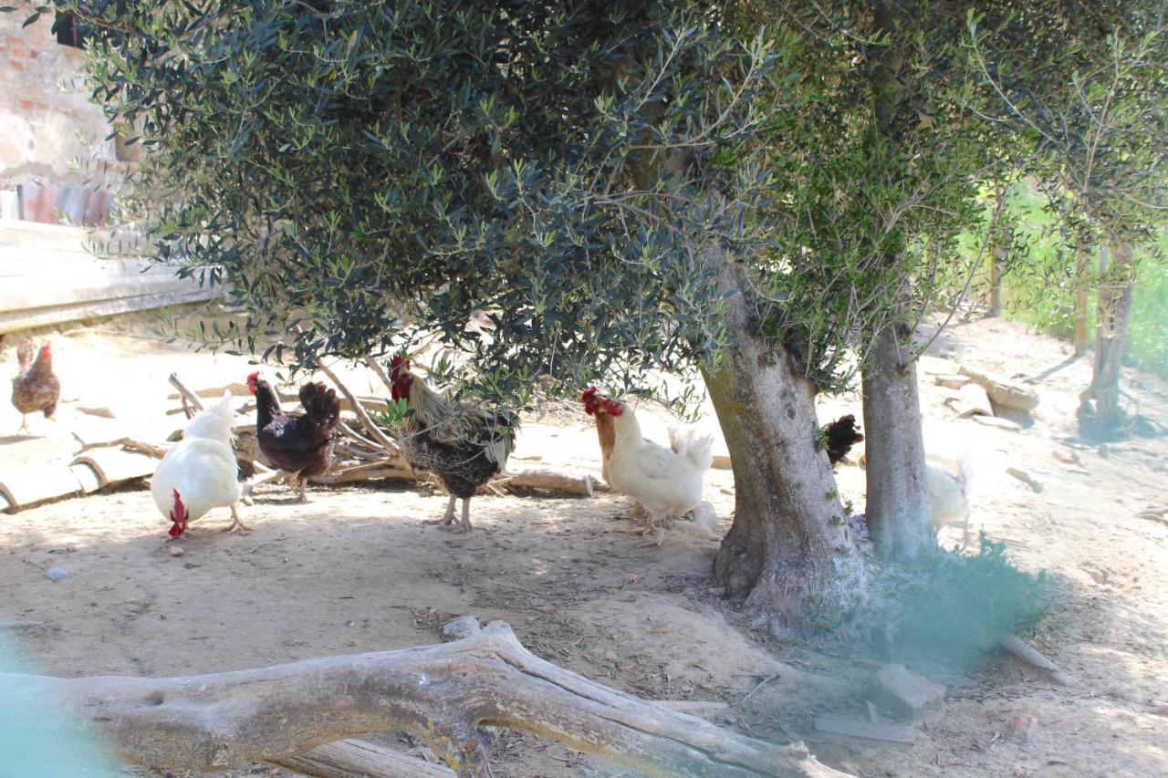 Casa Vacanza Podere Ristoro Διαμέρισμα San Giovanni dʼAsso Εξωτερικό φωτογραφία